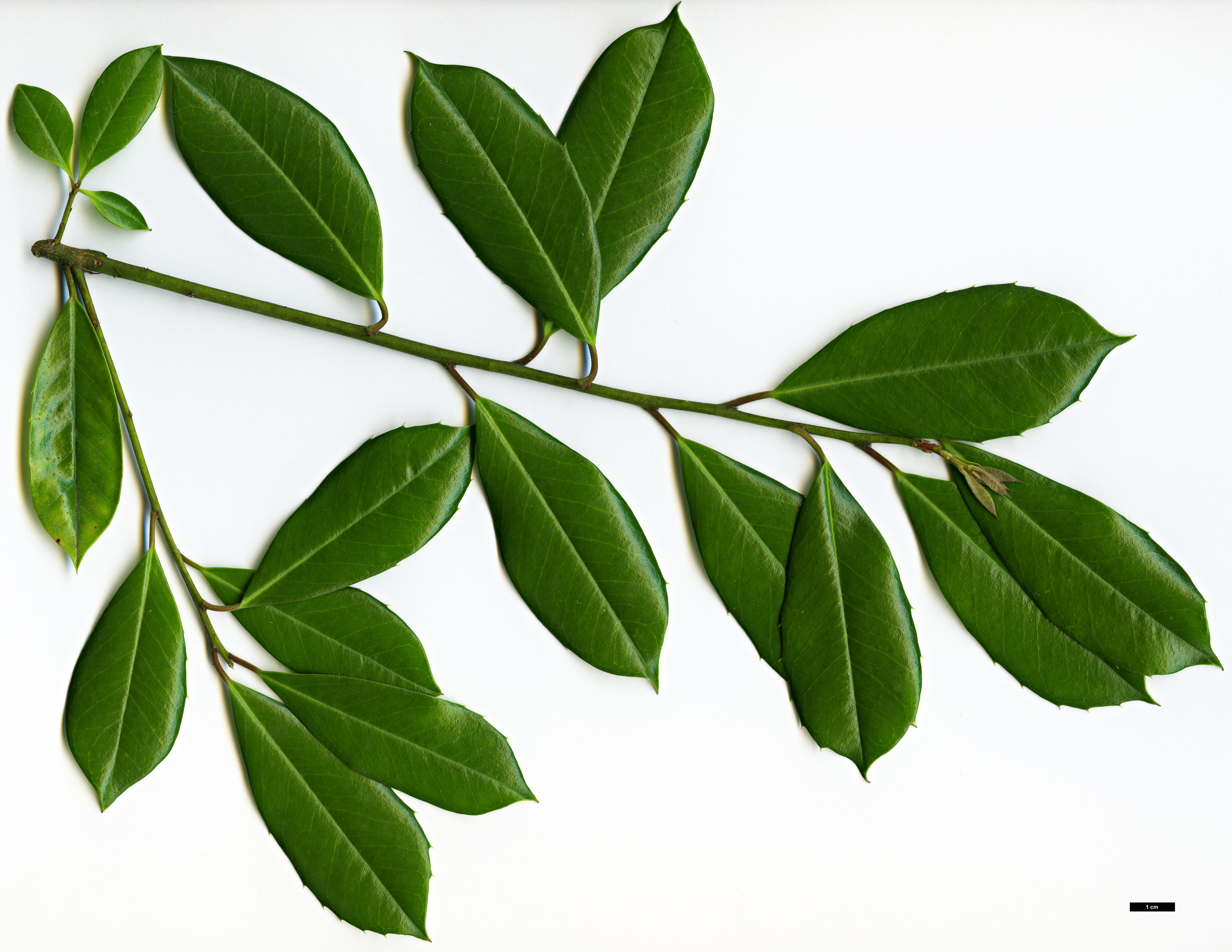 High resolution image: Family: Aquifoliaceae - Genus: Ilex - Taxon: cassine - SpeciesSub: × I.cumulicola '580 Lady'